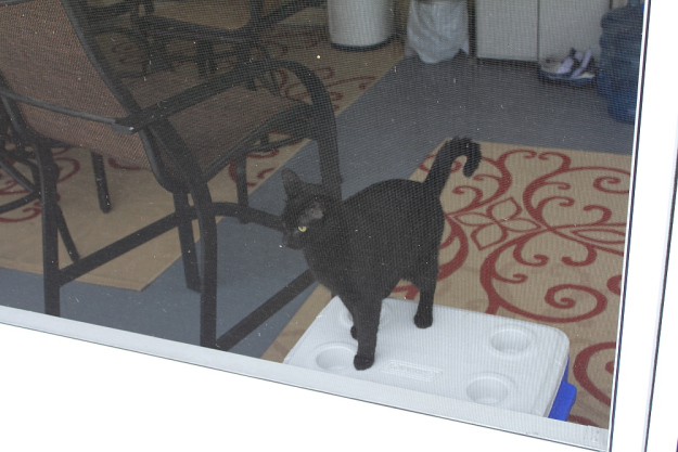 Our cat Puck wanting to go outside.