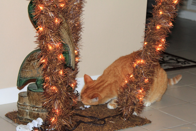 Bad cat Chris chewing on Christmas tree cord