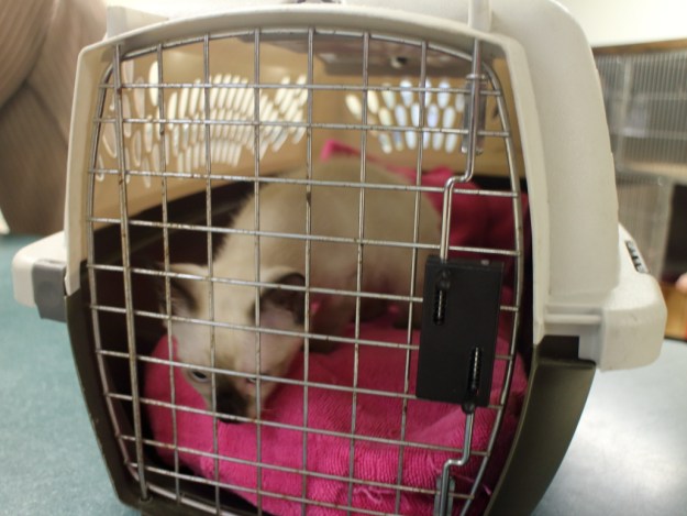 Kitten in carrier