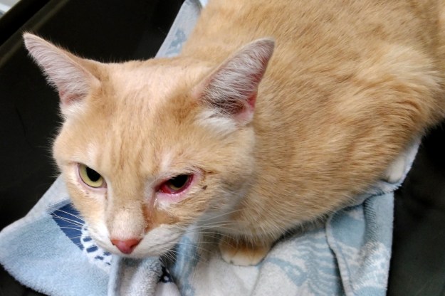 our cat Frankie at vet with eye infection