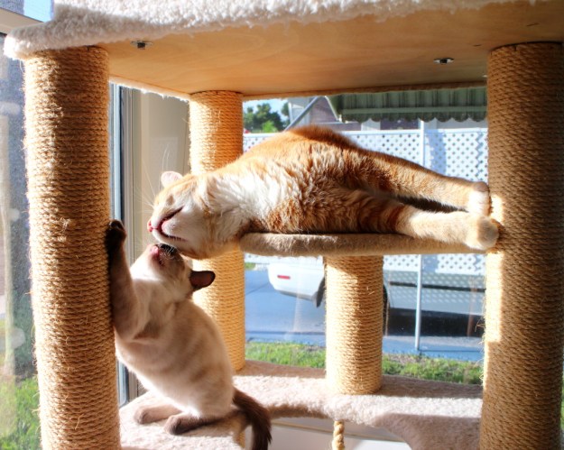 Cats Floki and Chris kissing in sun.