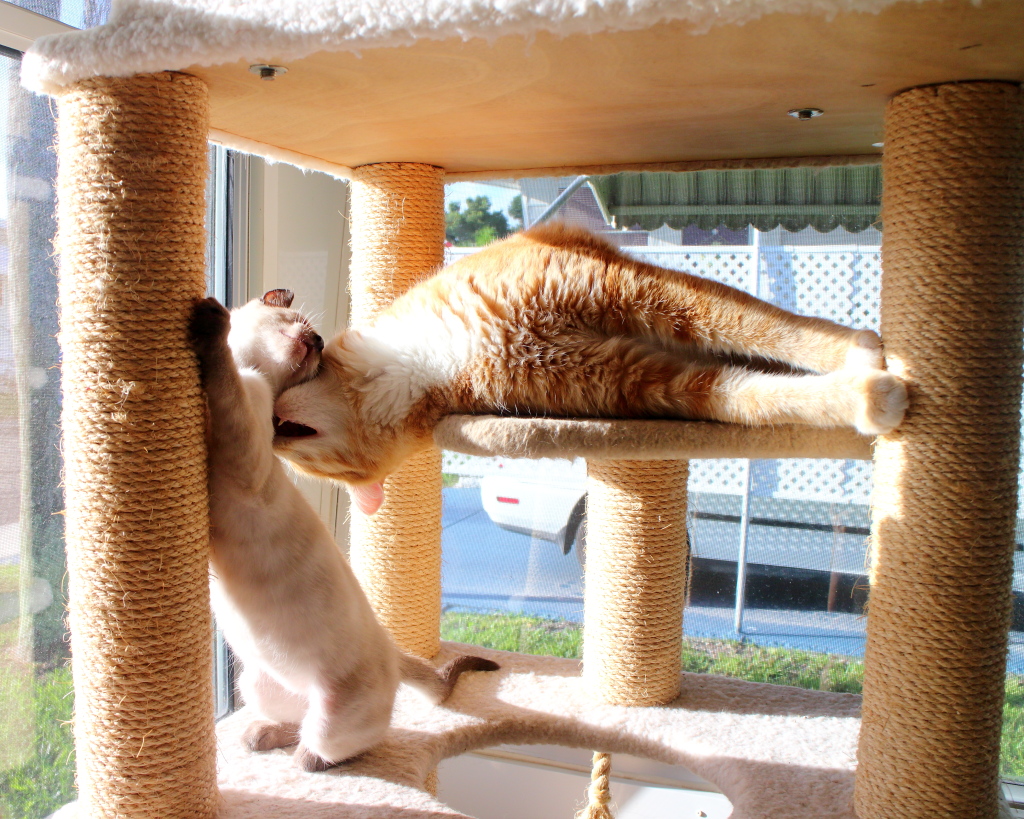 Cats Floki and Chris kissing in sun.