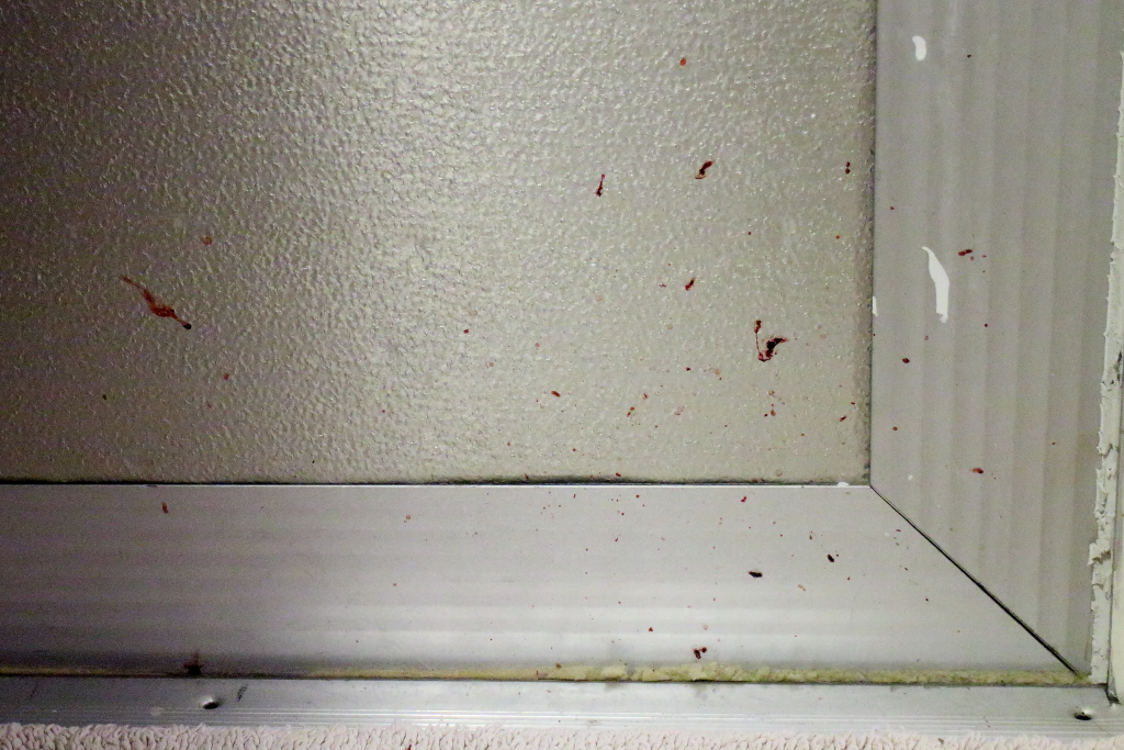 20160719_Cats_2268 blood on door
