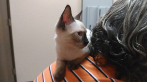 Kitten Floki on my sholders