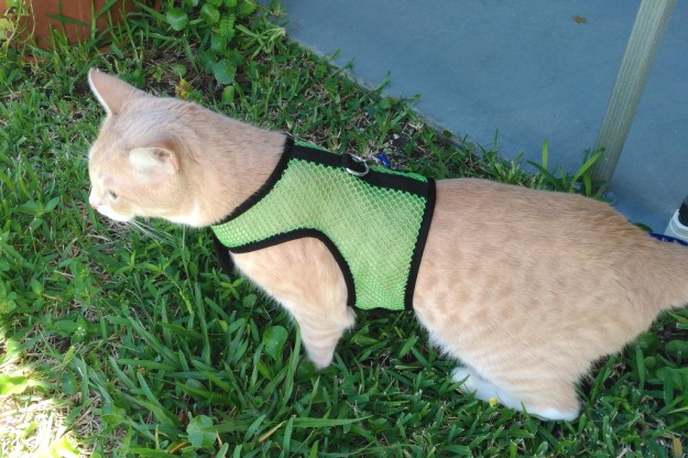 Cat Frankie on Harness