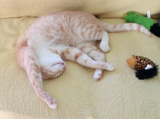 20160726_Cats_278-Frankie