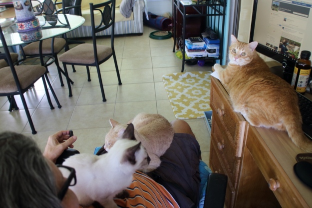 cats on lap