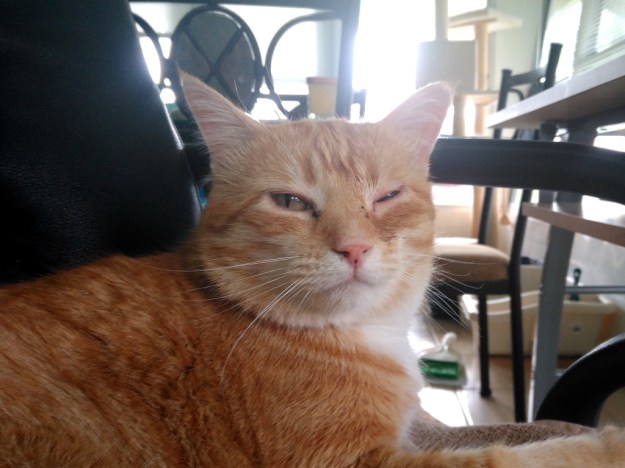 Bad Cat Chris with eye infection