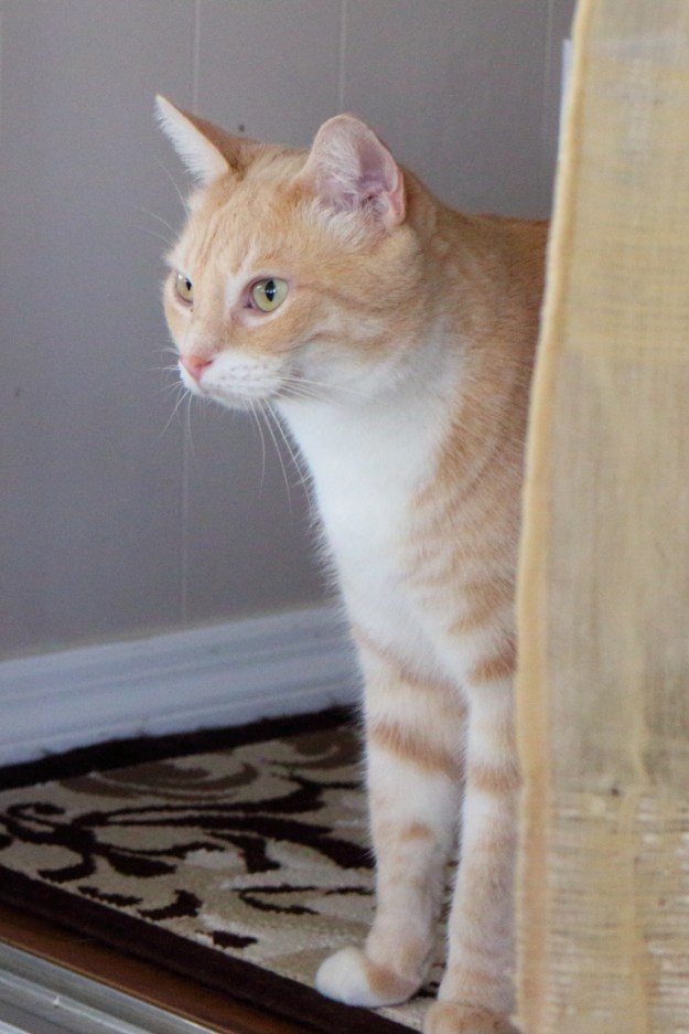 Cat Frankie with improved eye.