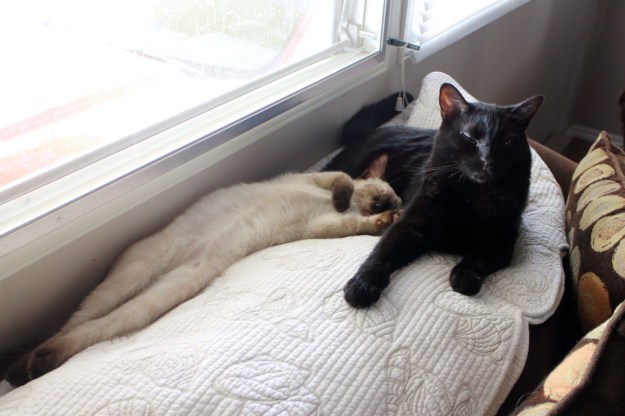 cute kitten and cat sleeping