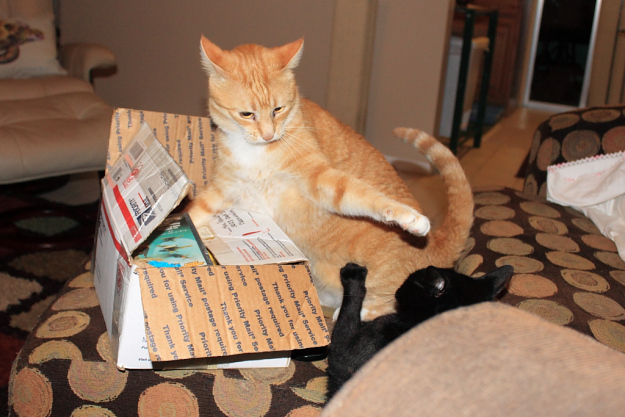 Bad Cat Chris and Puck fighting