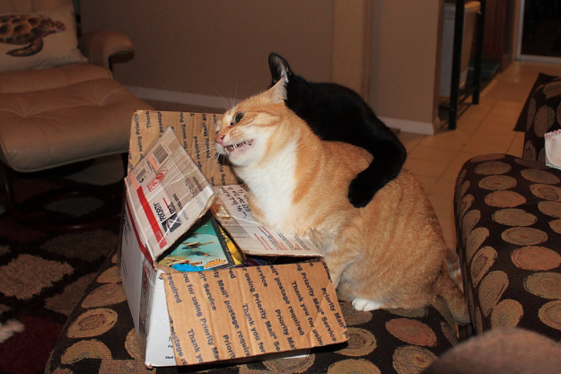 Bad Cat Chris and Puck fighting