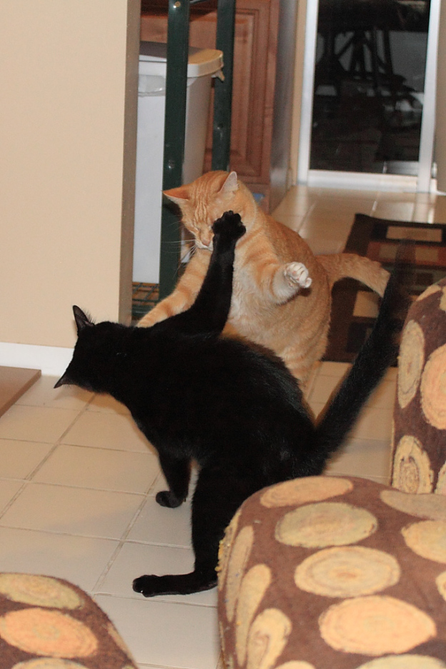 Bad Cat Chris and Puck fighting