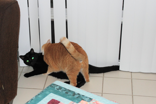 Bad Cat Chris and Puck fighting