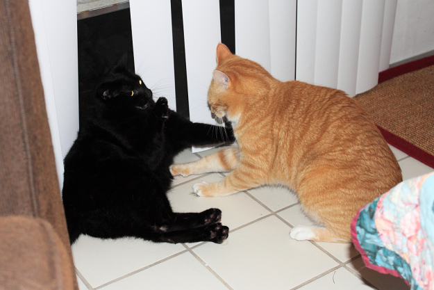 Bad Cat Chris and Puck fighting