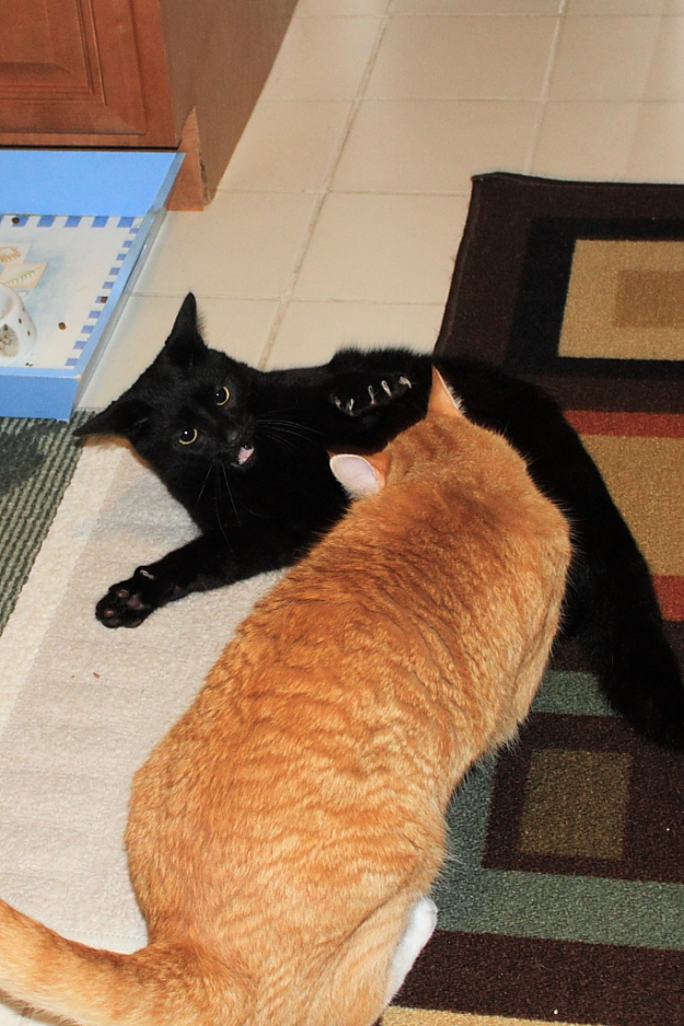 Bad Cat Chris and Puck fighting