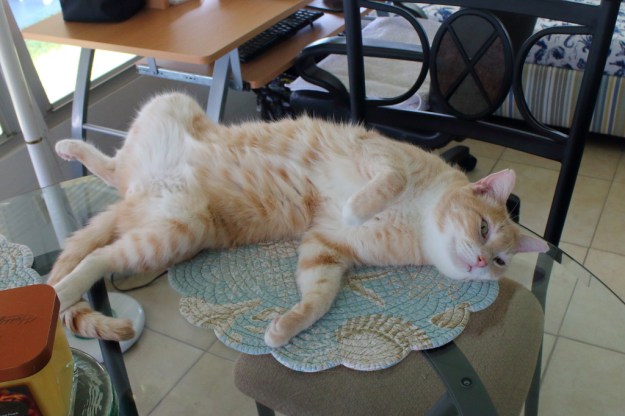 cat Frankie showing belly