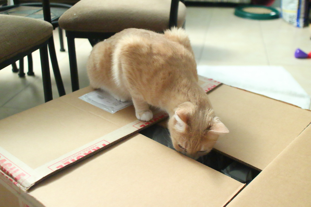cat and box