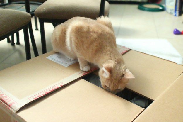 cat and box