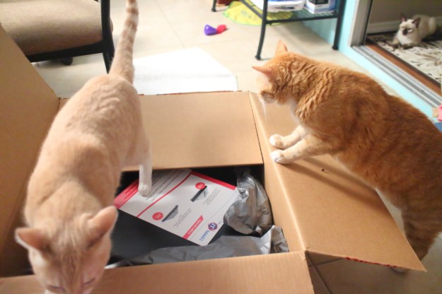 Cat and computer box