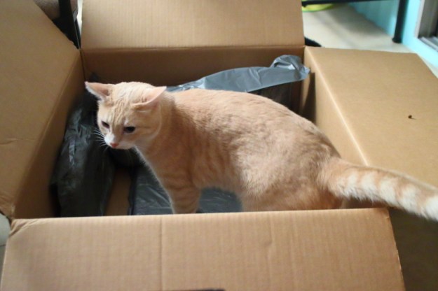 Cat and computer box