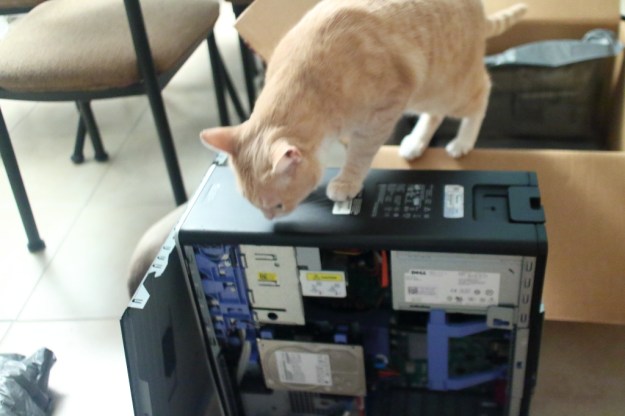 Cat and computer box