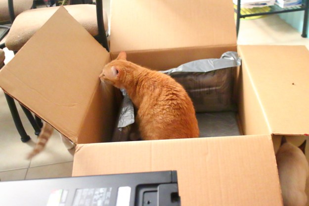 Cat and computer box