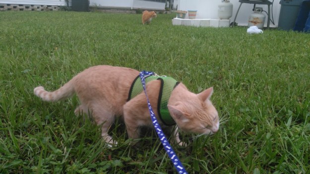 cats outside eating grass
