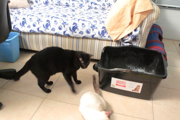 cats by litter box
