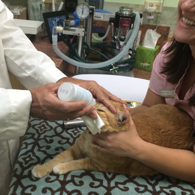 bad cat Chris at vet