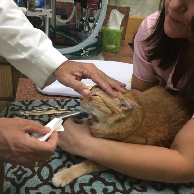 bad cat Chris at vet