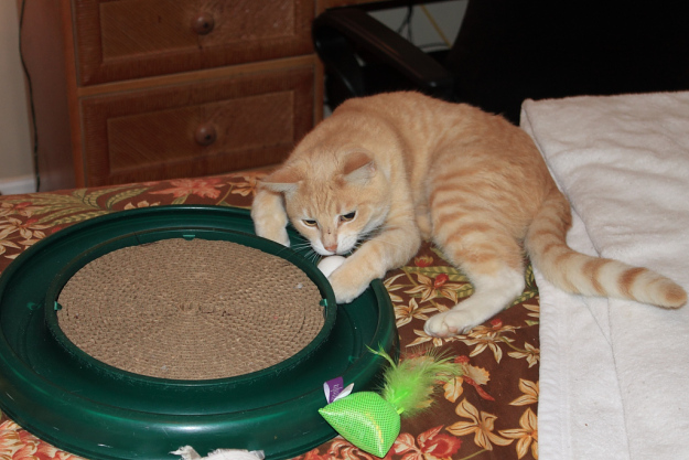 Our cat Frankie playing with Turbo Scratcher