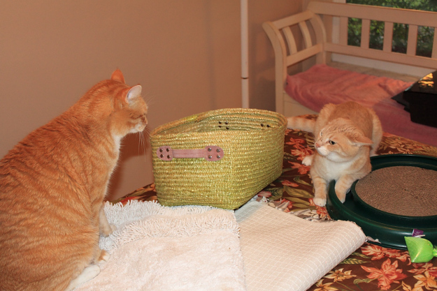 Chris interupts Our cat Frankie playing with Turbo Scratcher
