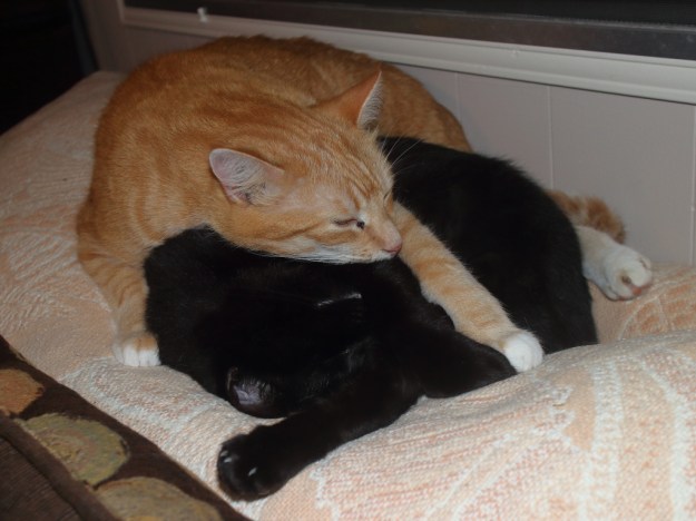 Cats Chris and Puck for Black Cat Day