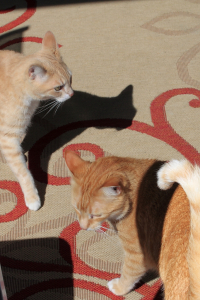 Our cats Frankie and Chris