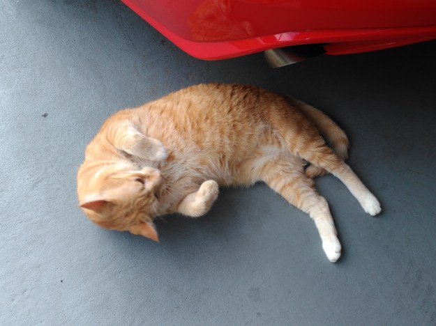 Cute picture of Bad Cat Chris on back outside