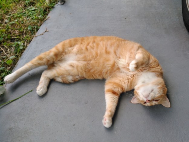 Cute picture of Bad Cat Chris on back outside