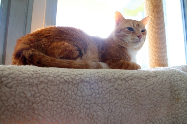 Bad Cat Chris lying in sun