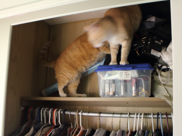 cats in closet