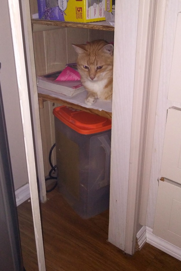 cat in cabinet