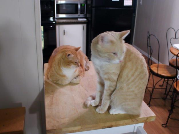 Cats on kitchen utility cart