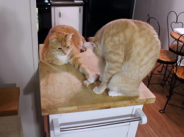 Cats on kitchen utility cart