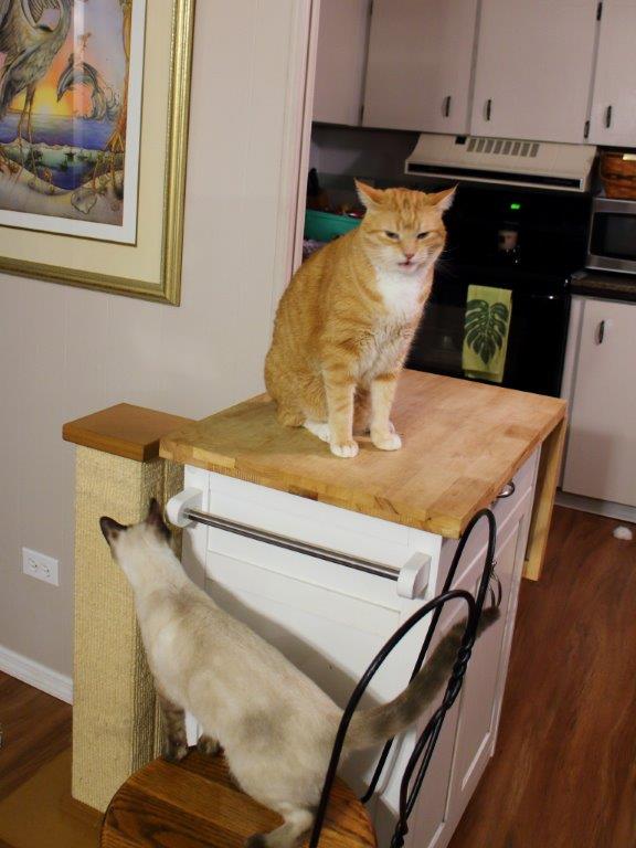 Cats on kitchen utility cart