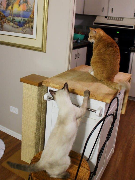 Cats on kitchen utility cart