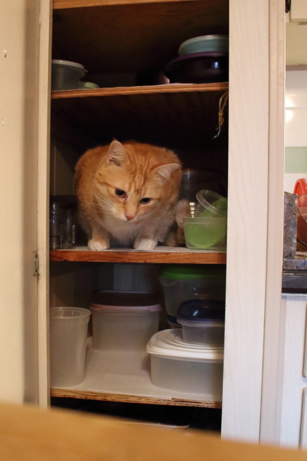 cat Chris in cabinet