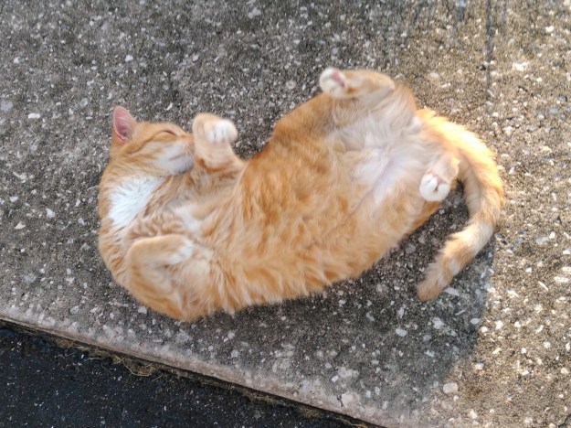 Cute picture of Bad Cat Chris on back outside