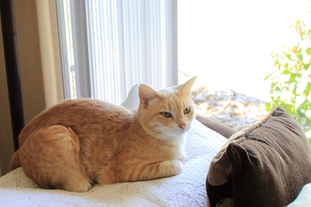 Our cat Frankie on couch