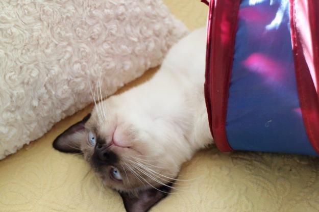 kitten Floki playing in cat tunnel