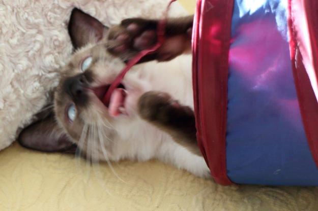 kitten Floki playing in cat tunnel