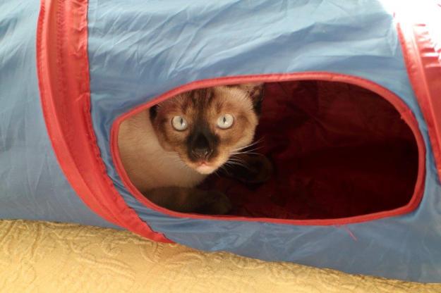 kitten Floki playing in cat tunnel